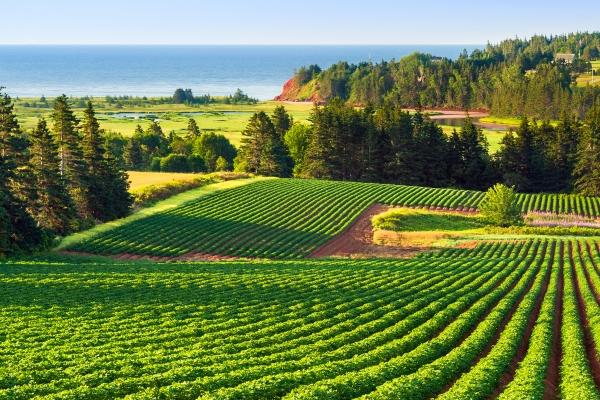 Little Harbour, fields, trees, water